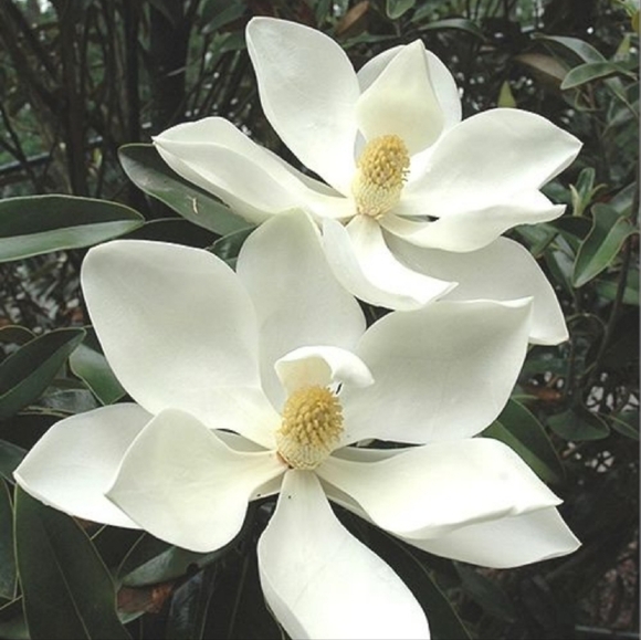 LIVE SHOW JEWELRY - Picture 1 of 1